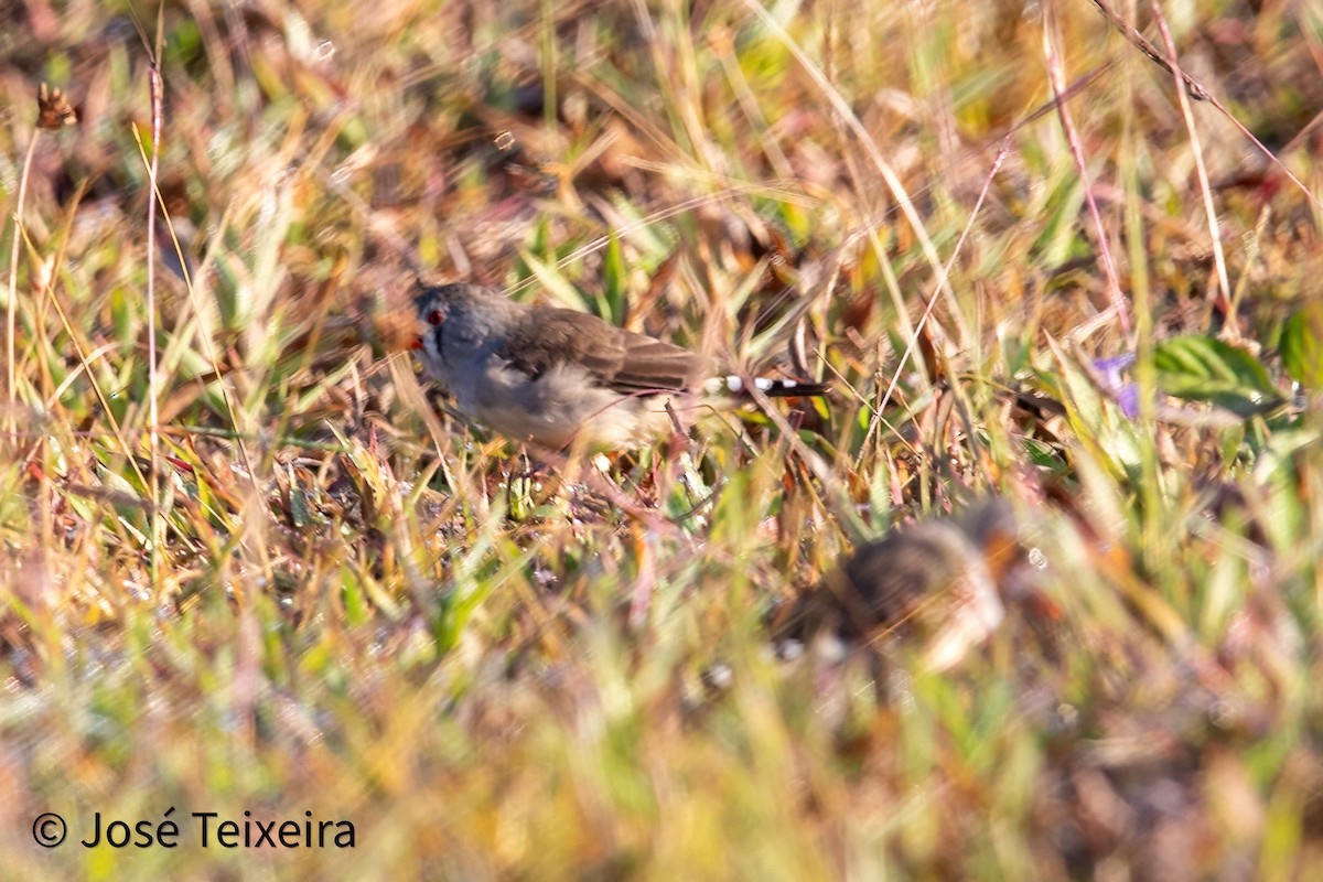 Zebra Finch - ML627985589