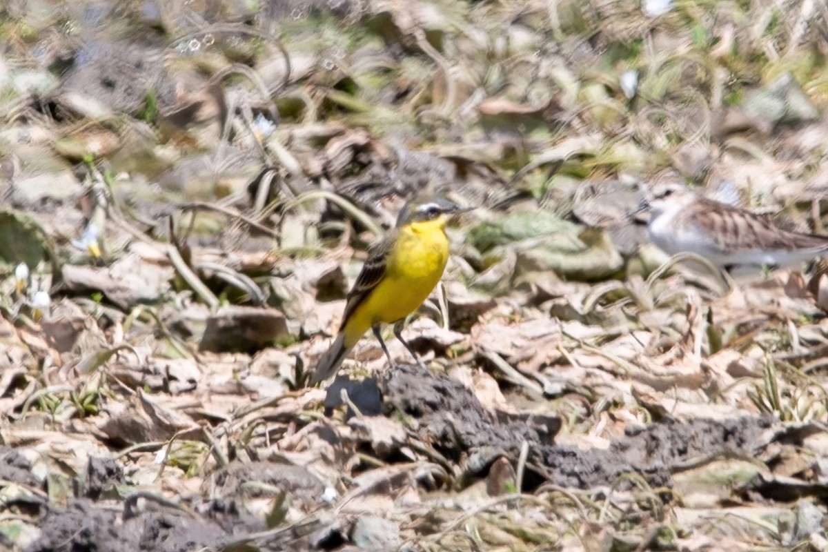 Eastern Yellow Wagtail - ML627985605