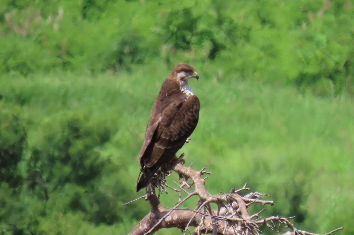 Augur Buzzard - ML627985607