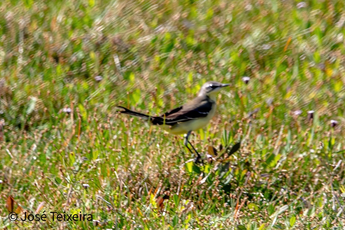 Eastern Yellow Wagtail - ML627985614