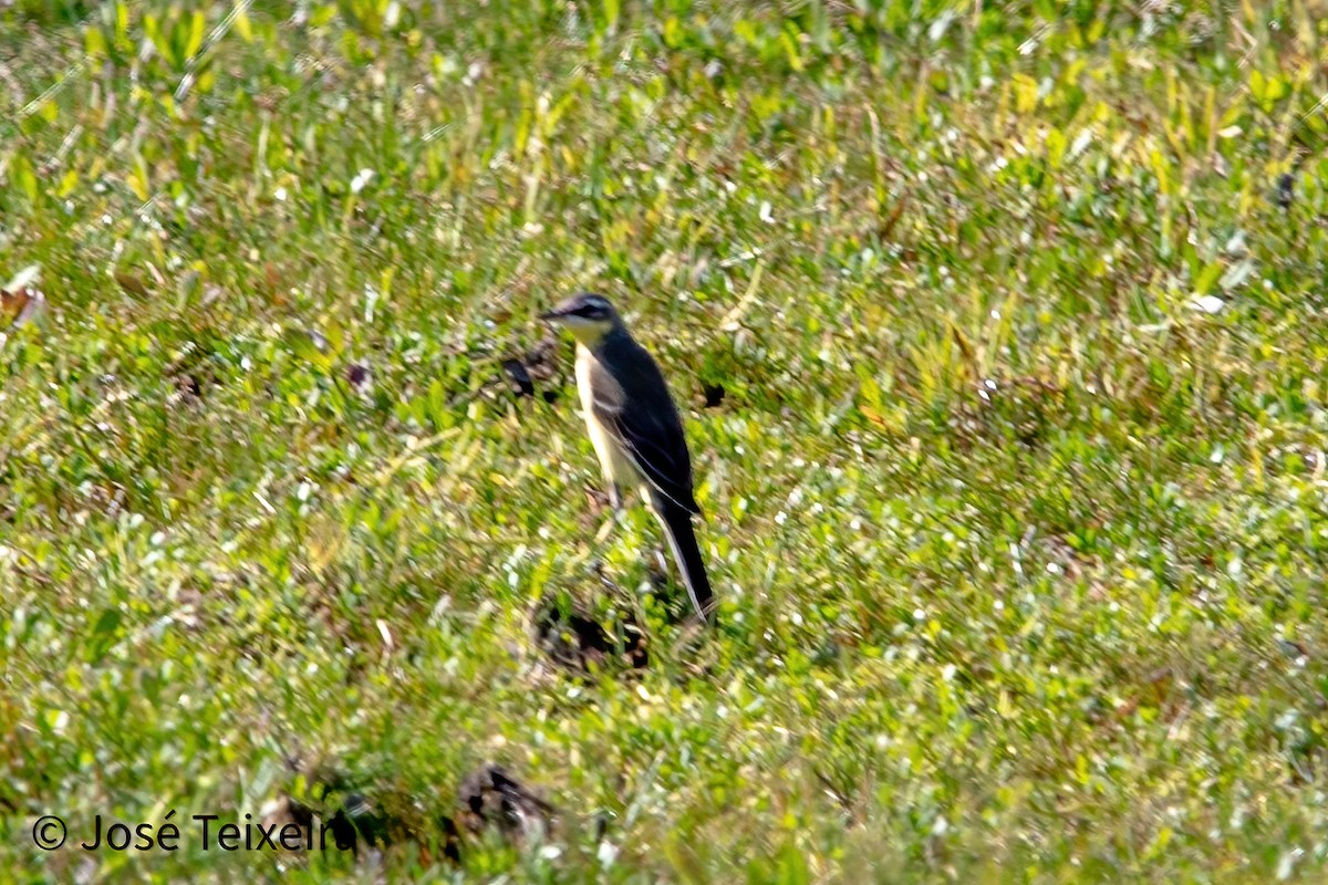 Eastern Yellow Wagtail - ML627985616