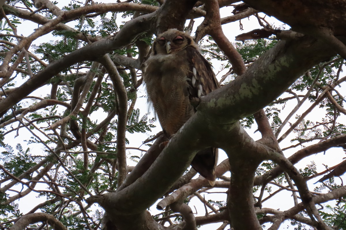 Verreaux's Eagle-Owl - ML627985617