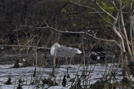 Larus sp. - ML627985620