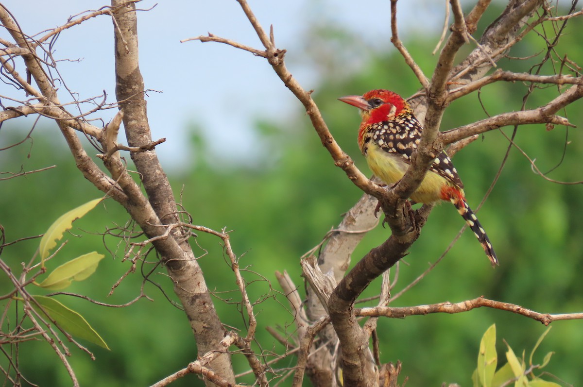 Red-and-yellow Barbet - ML627985621