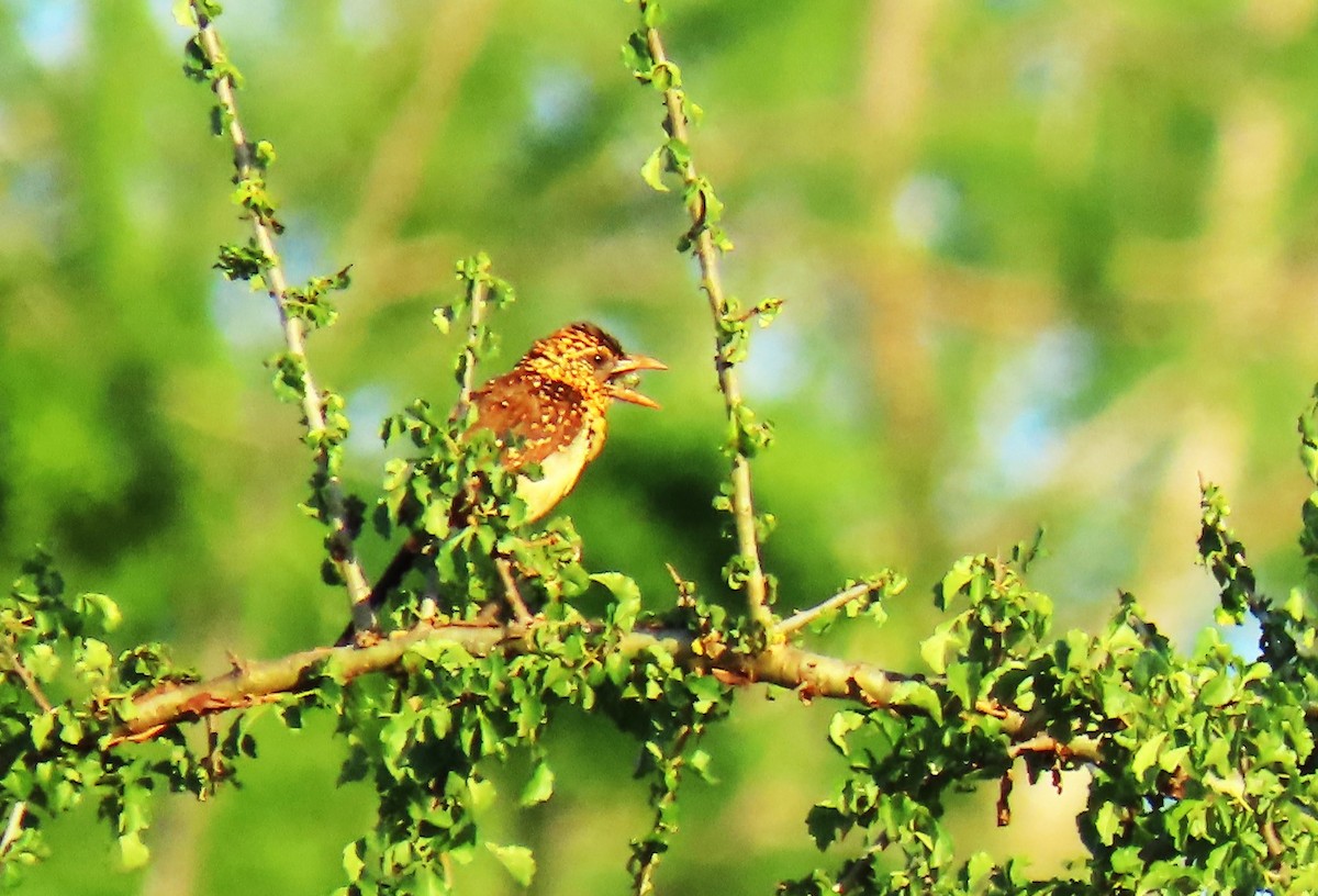 D'Arnaud's Barbet - ML627985623