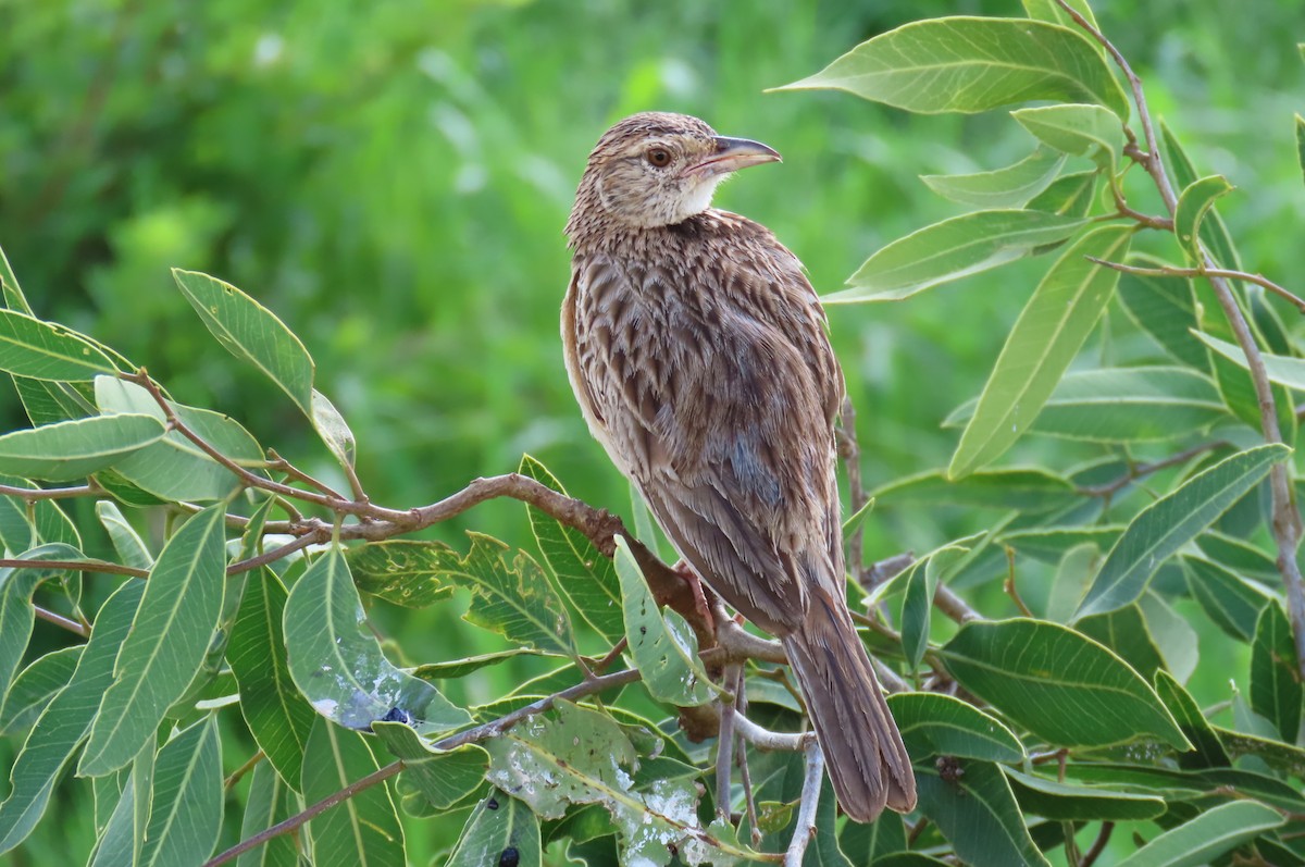 Red-winged Lark - ML627985630