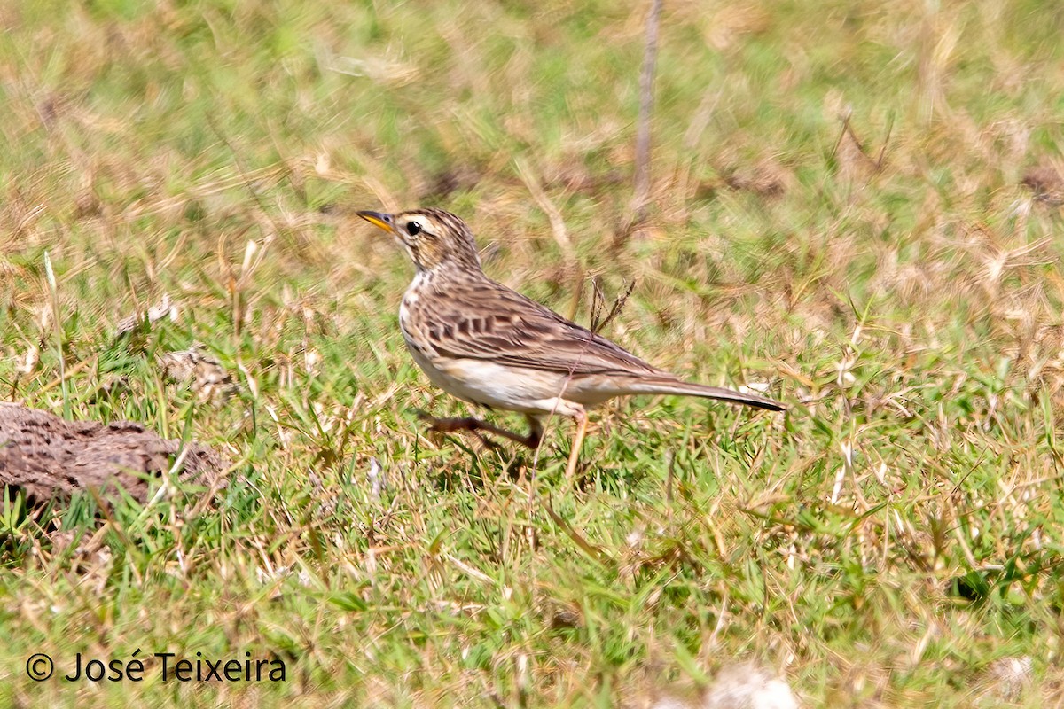 Paddyfield Pipit - ML627985651