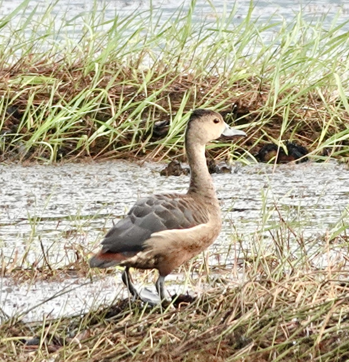 Lesser Whistling-Duck - ML627985660