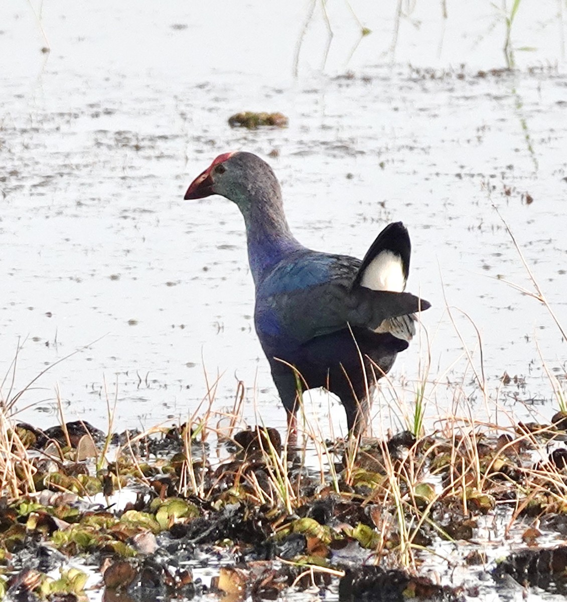 Gray-headed Swamphen - ML627985661