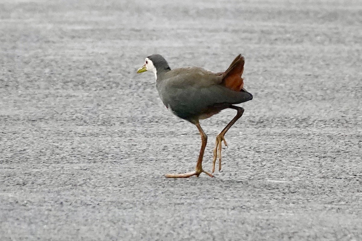 White-breasted Waterhen - ML627985663