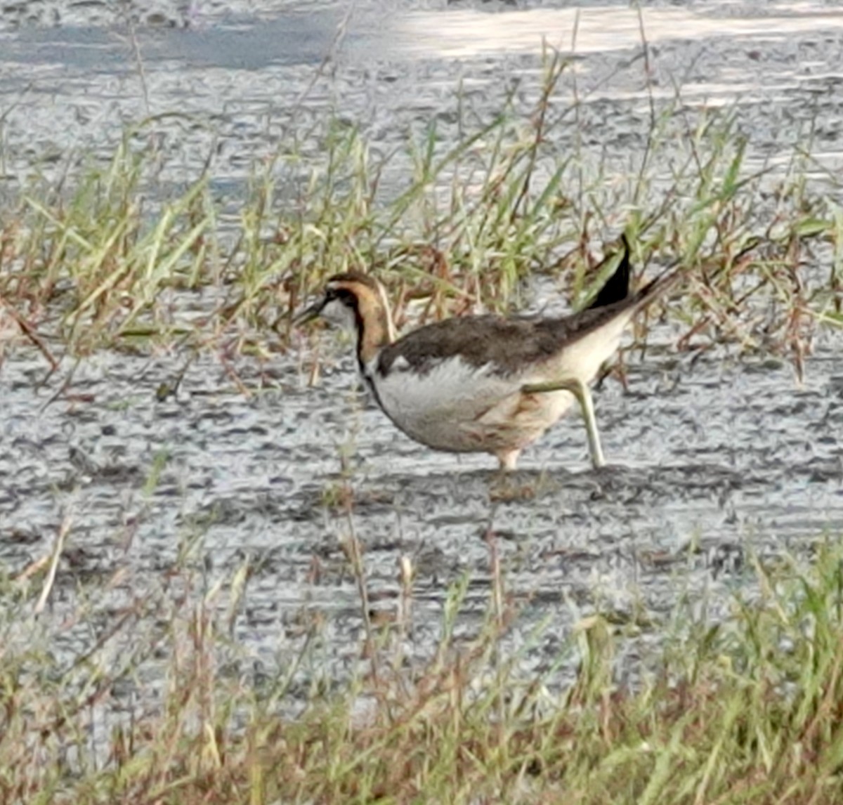 Bronze-winged Jacana - ML627985668