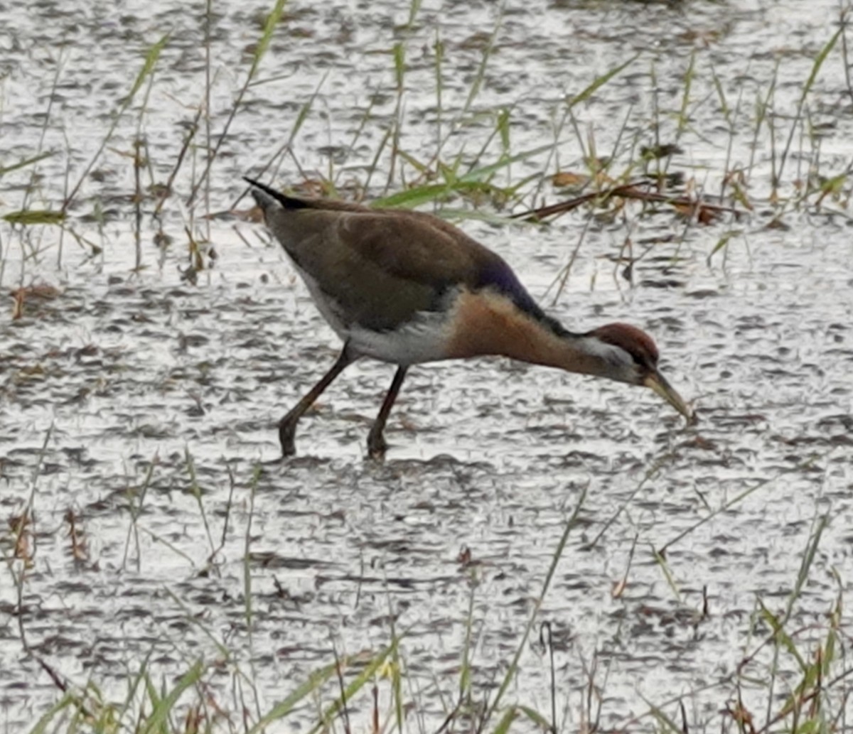 Bronze-winged Jacana - ML627985669