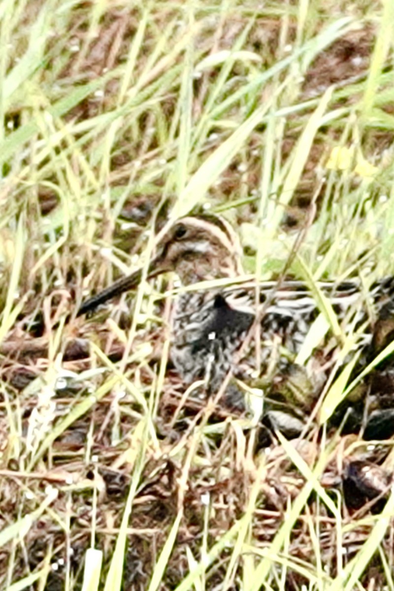 Common Snipe - ML627985695