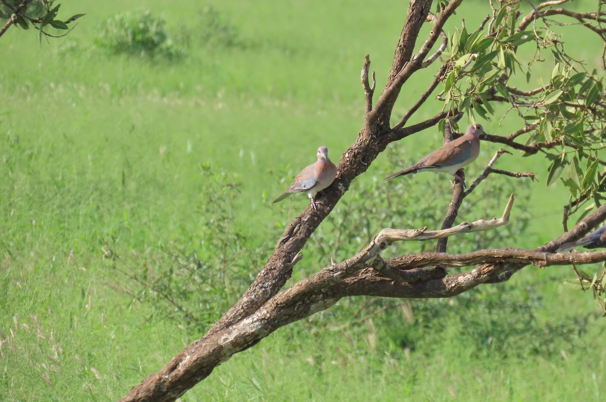 Laughing Dove - ML627985701