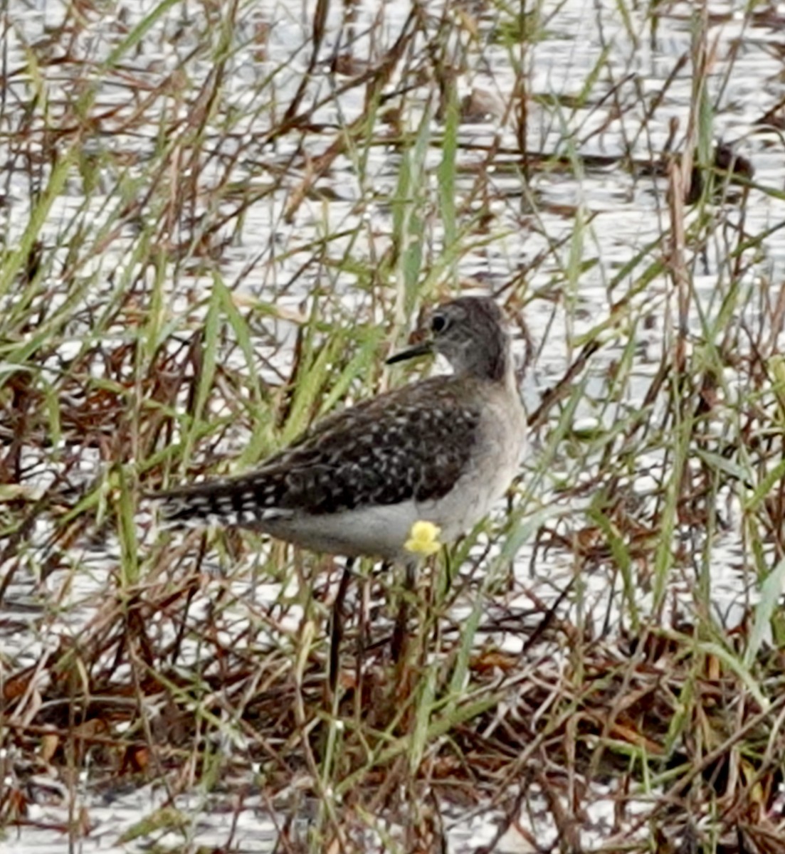 Wood Sandpiper - ML627985703