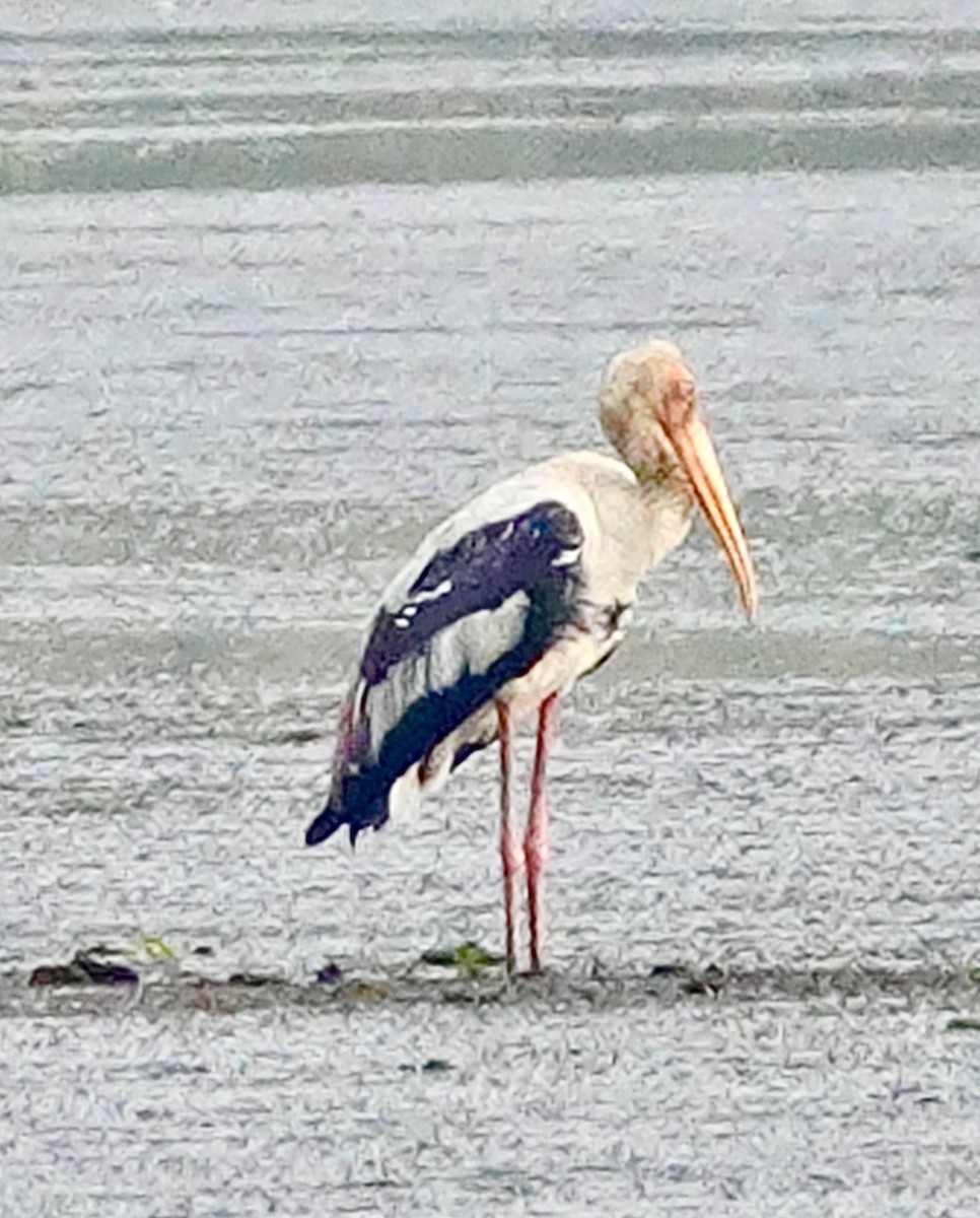 Painted Stork - ML627985707