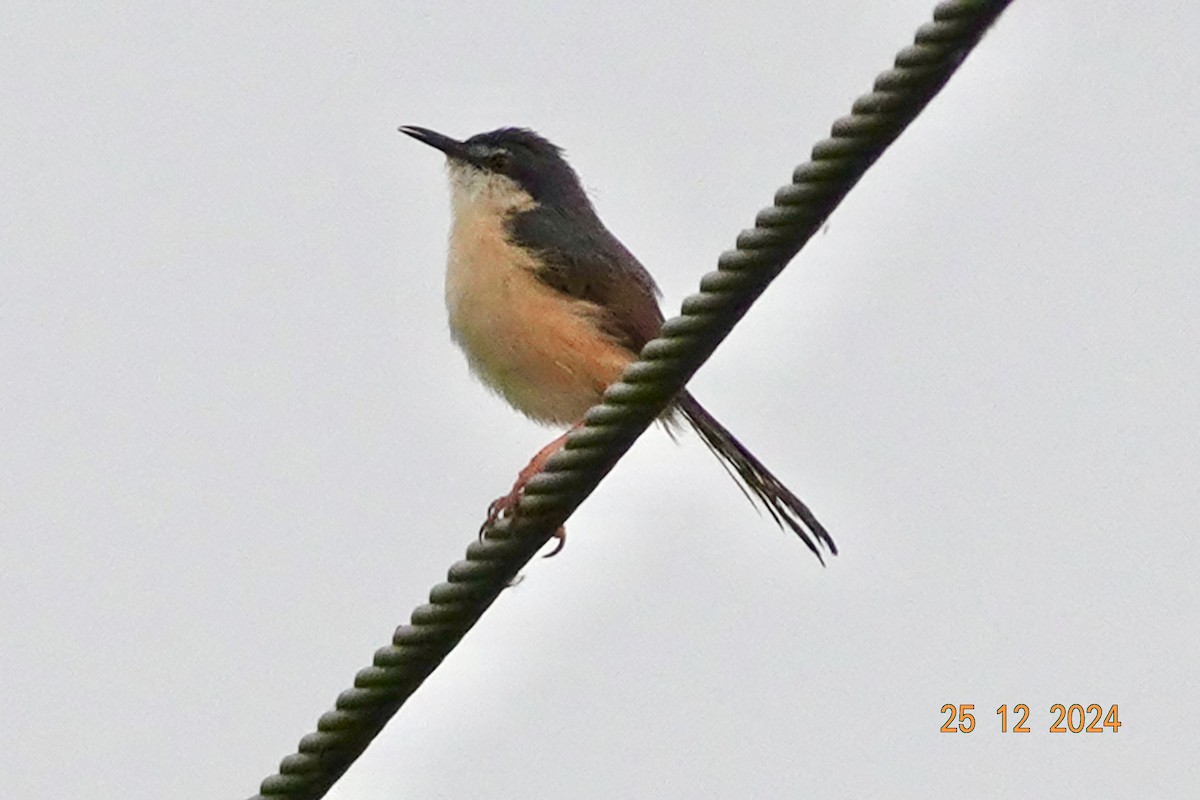 Ashy Prinia - ML627985729