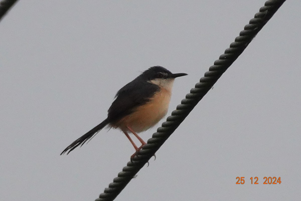 Ashy Prinia - ML627985730