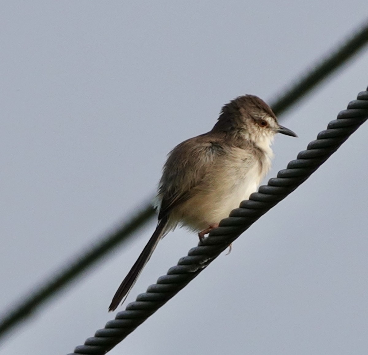 Plain Prinia - ML627985739