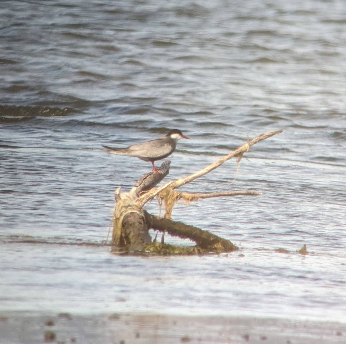 Weißbart-Seeschwalbe - ML627985741