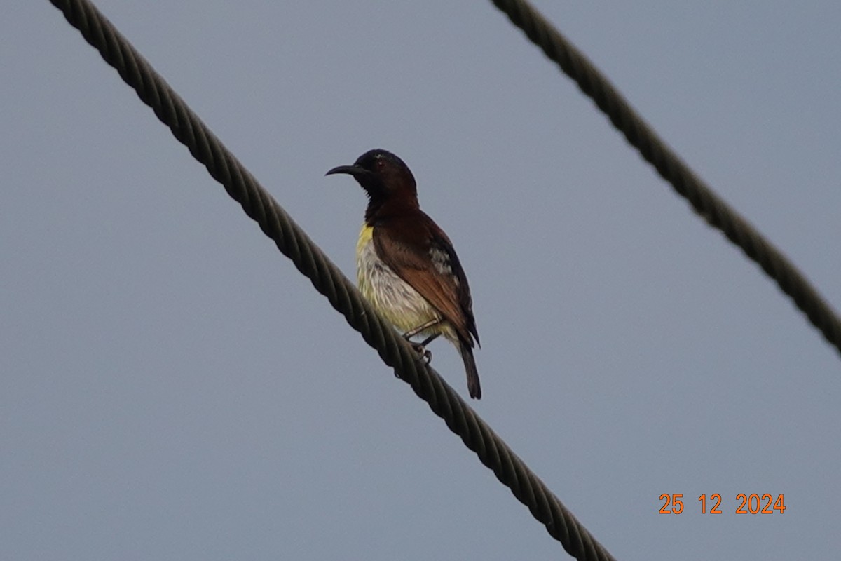 Purple-rumped Sunbird - ML627985751