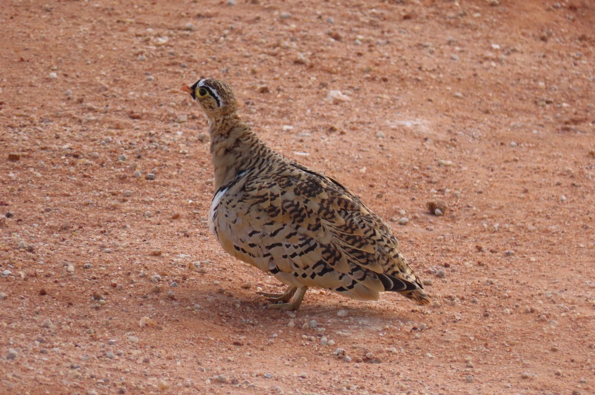 Black-faced Sandgrouse - ML627985795