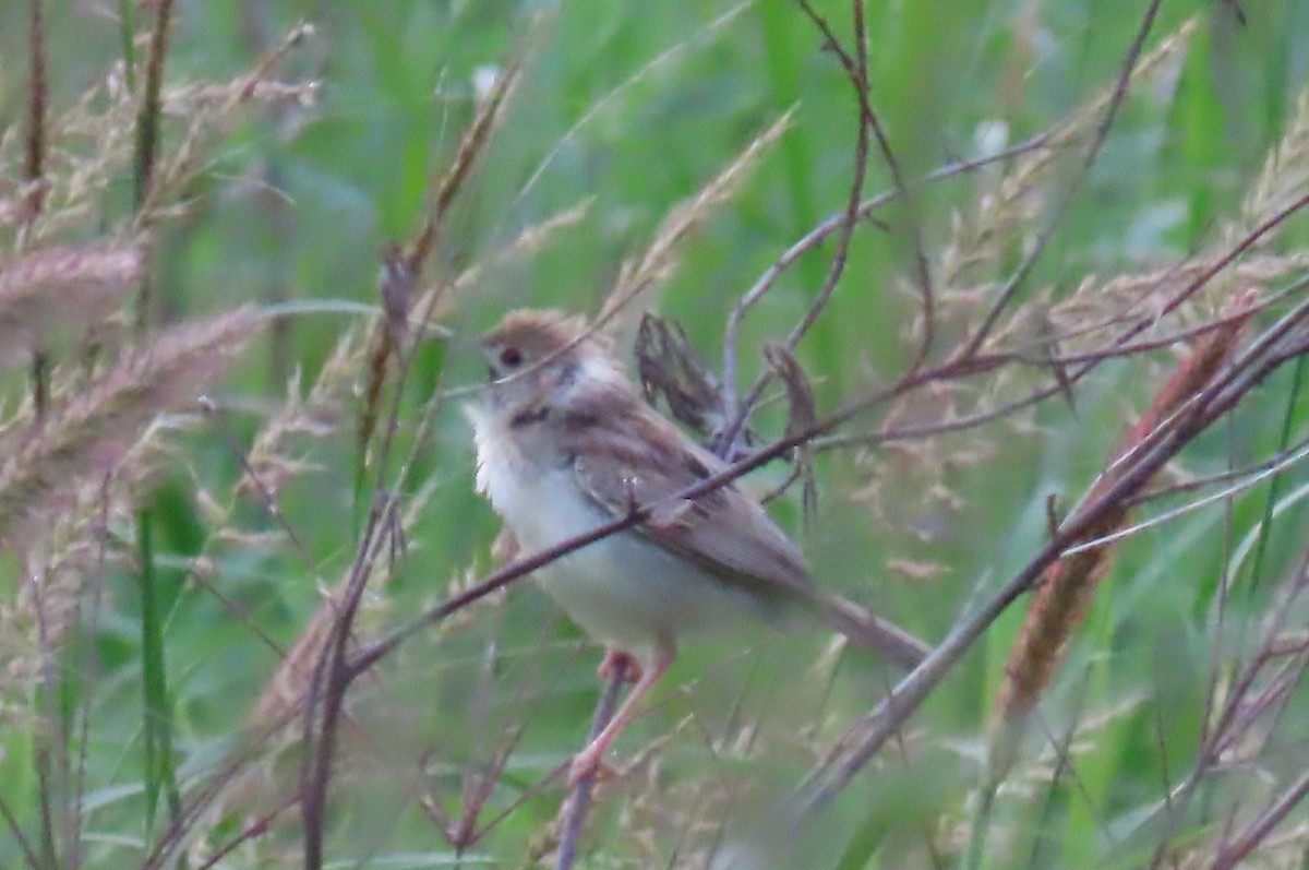 Tiny Cisticola - ML627985813