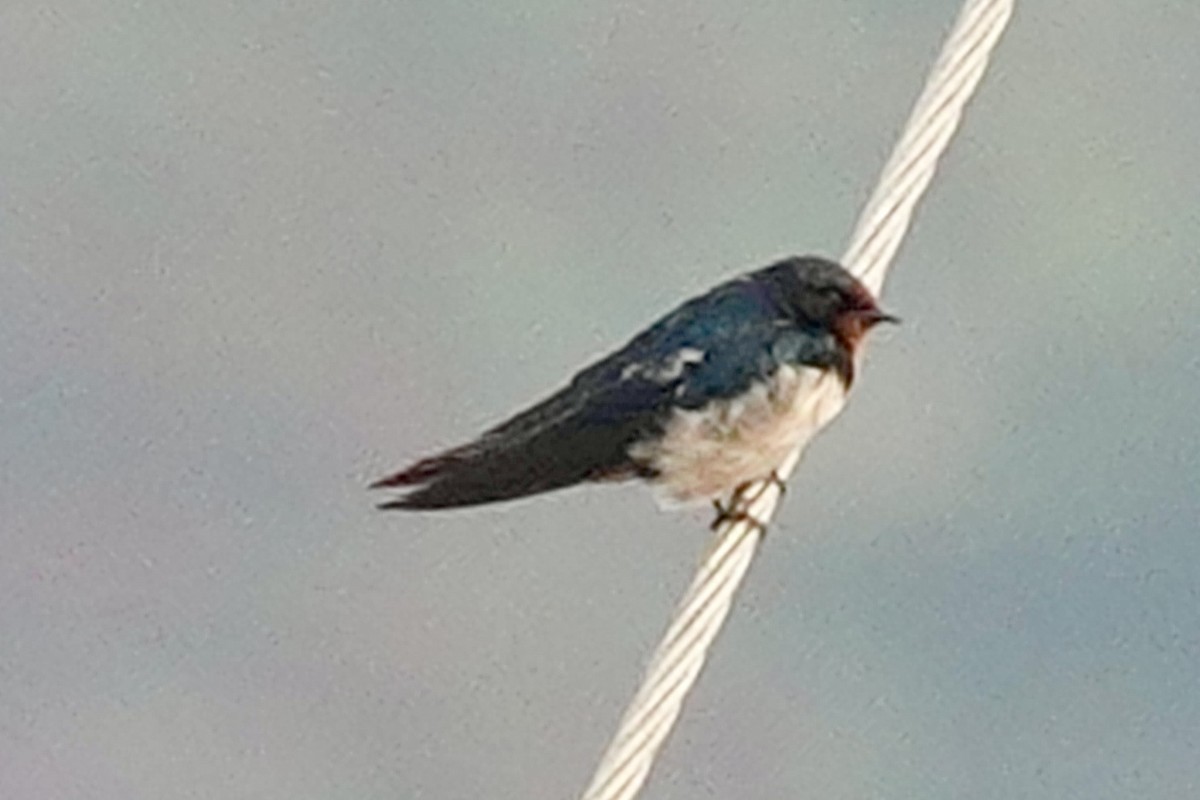 Barn Swallow - ML627985830