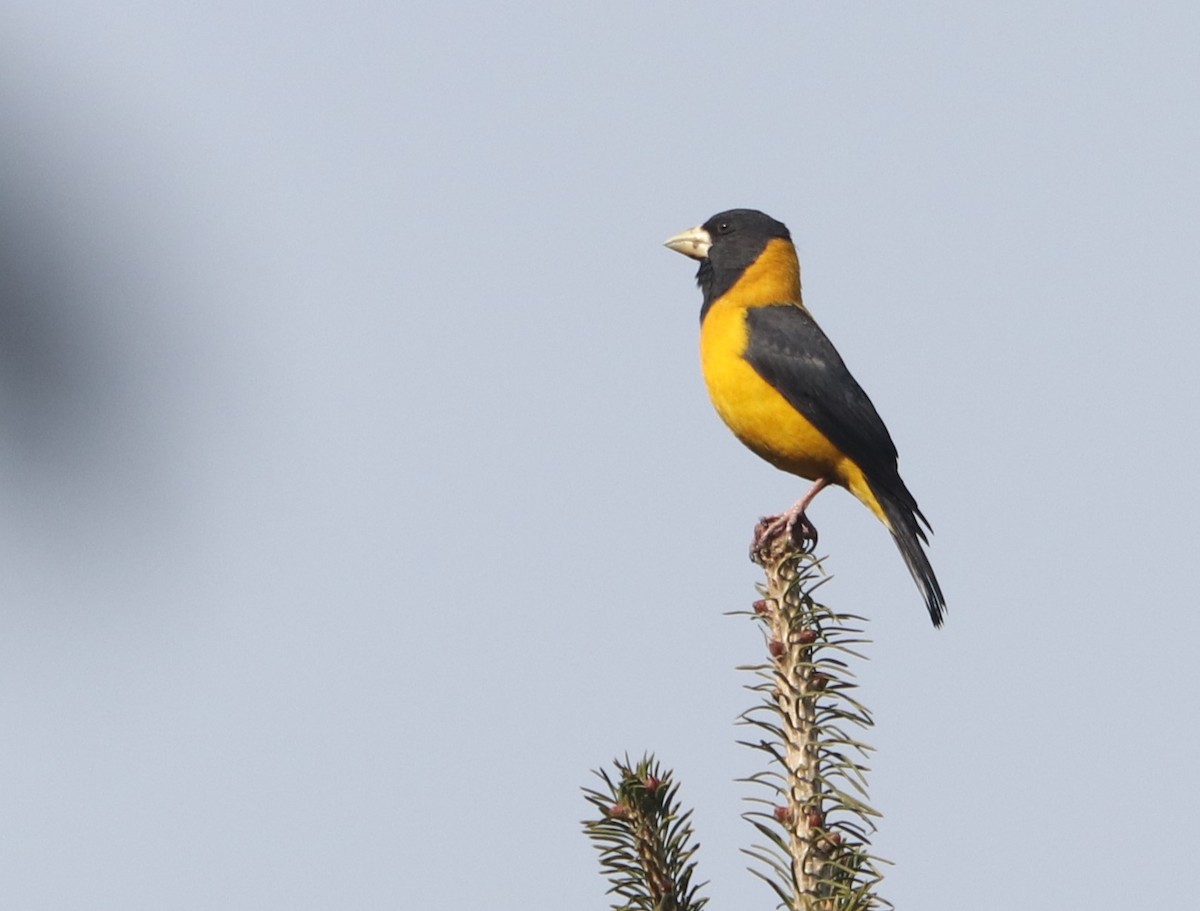 Black-and-yellow Grosbeak - ML627985862