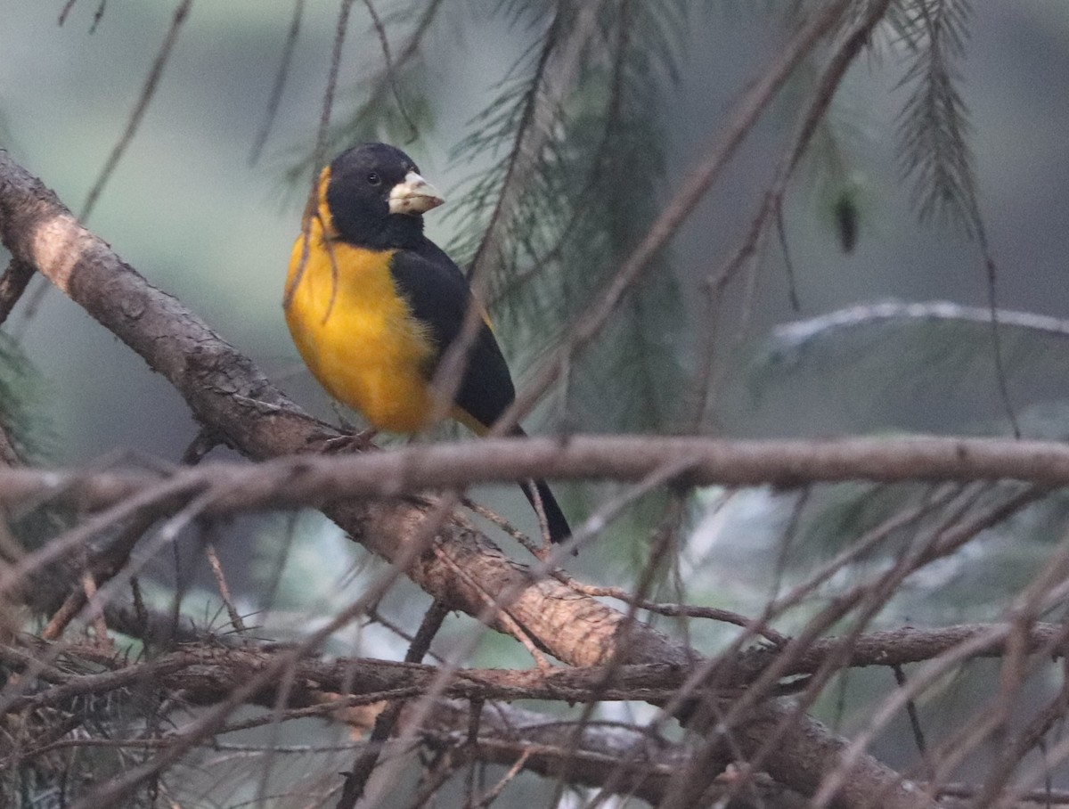 Black-and-yellow Grosbeak - ML627985864