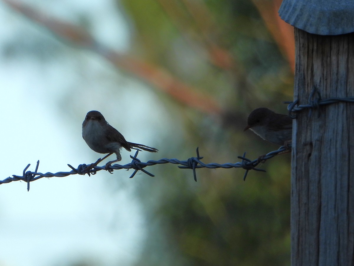 Superb Fairywren - ML627985869