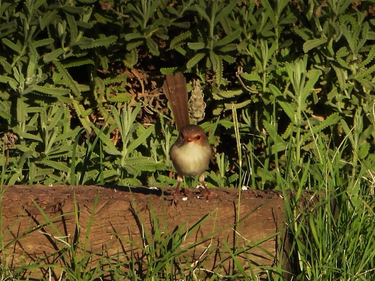Superb Fairywren - ML627985870