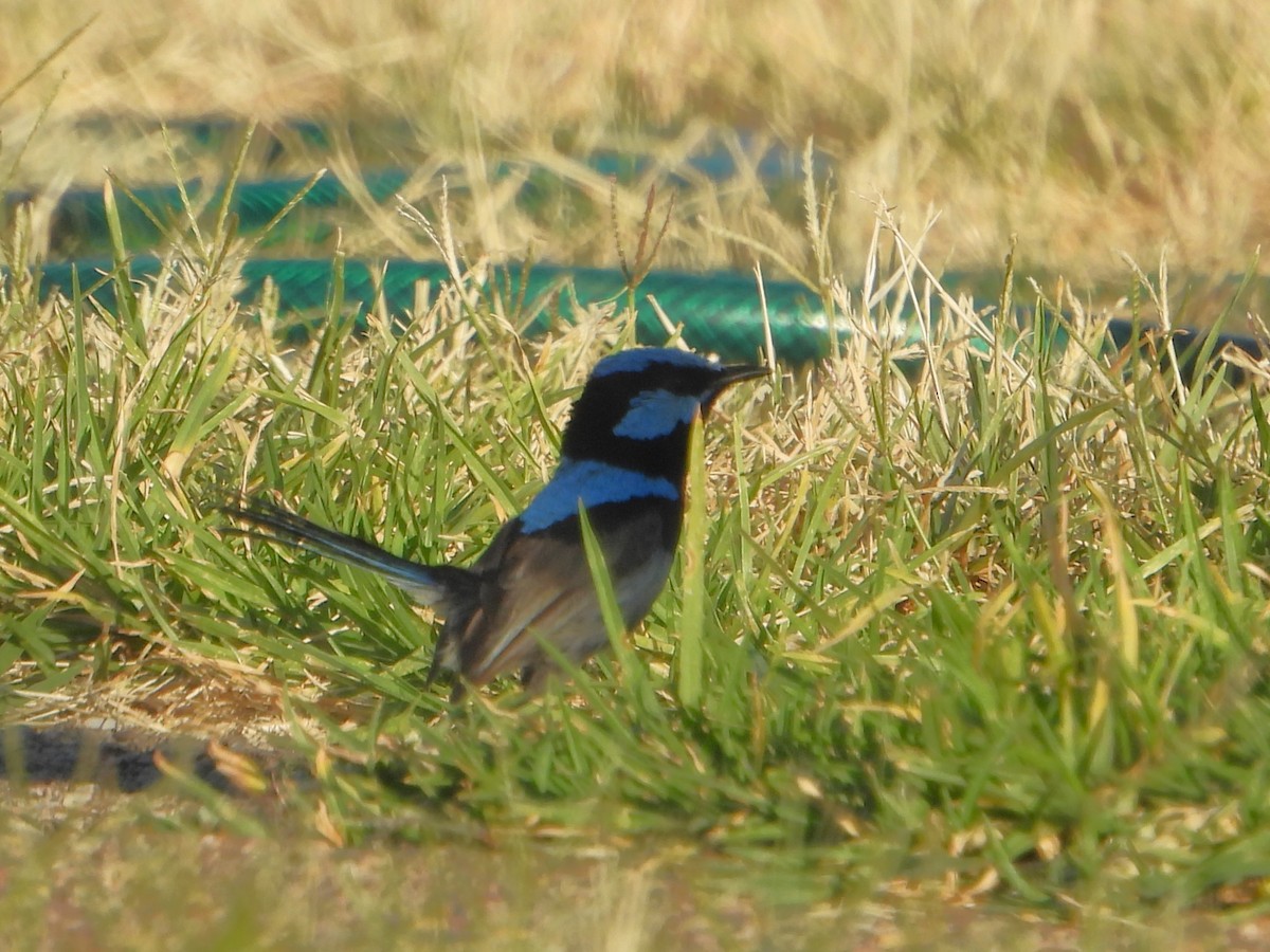 Superb Fairywren - ML627985872