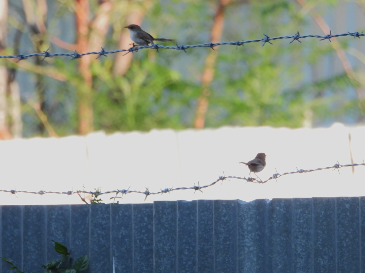 Superb Fairywren - ML627985873
