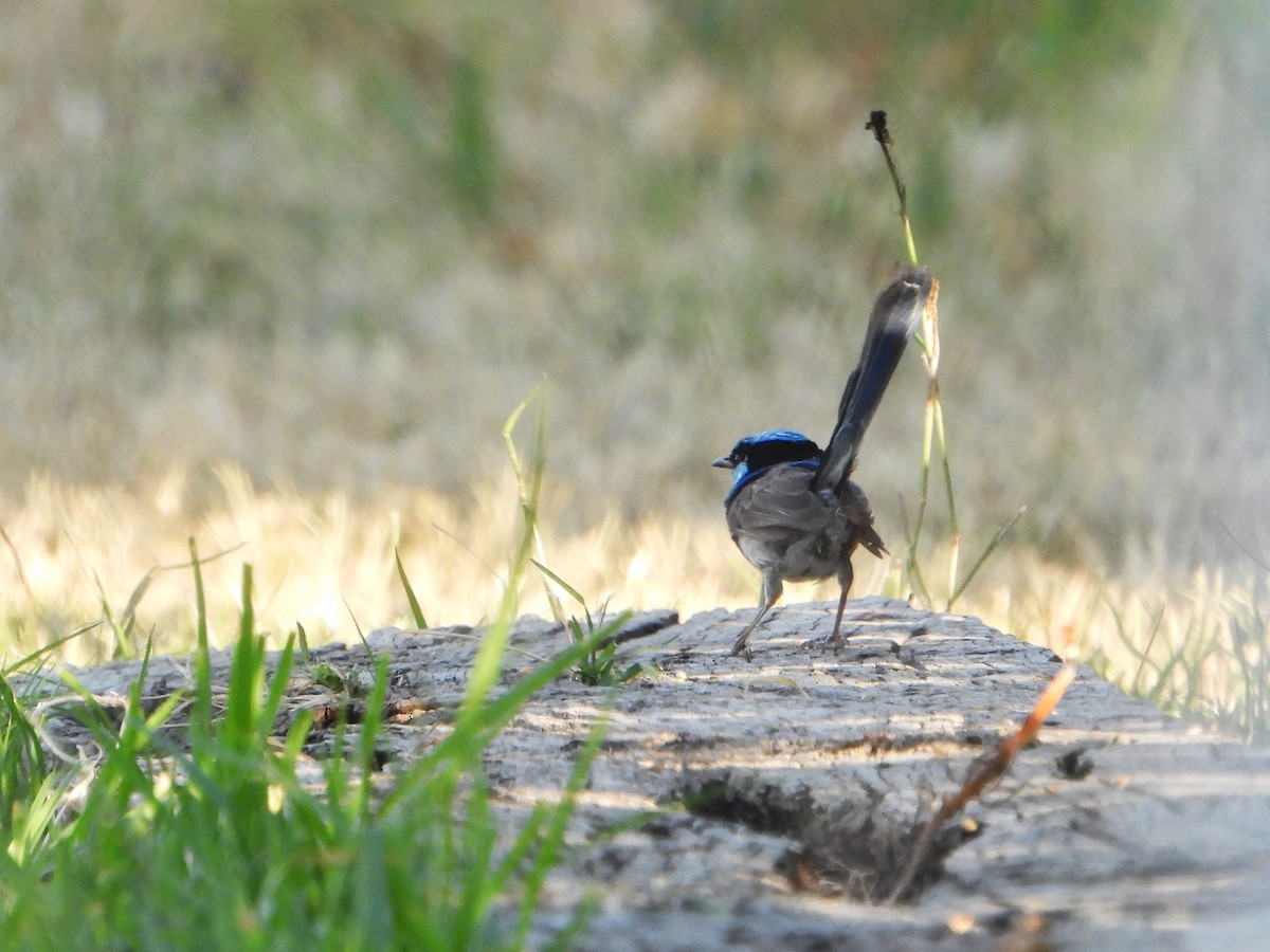 Superb Fairywren - ML627985874
