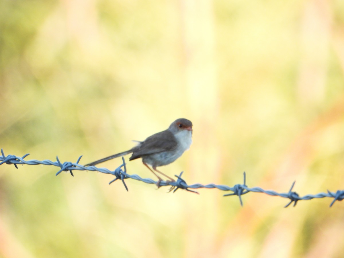 Superb Fairywren - ML627985875
