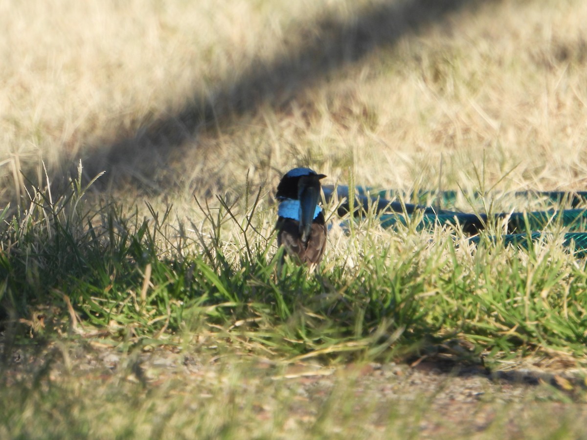 Superb Fairywren - ML627985876