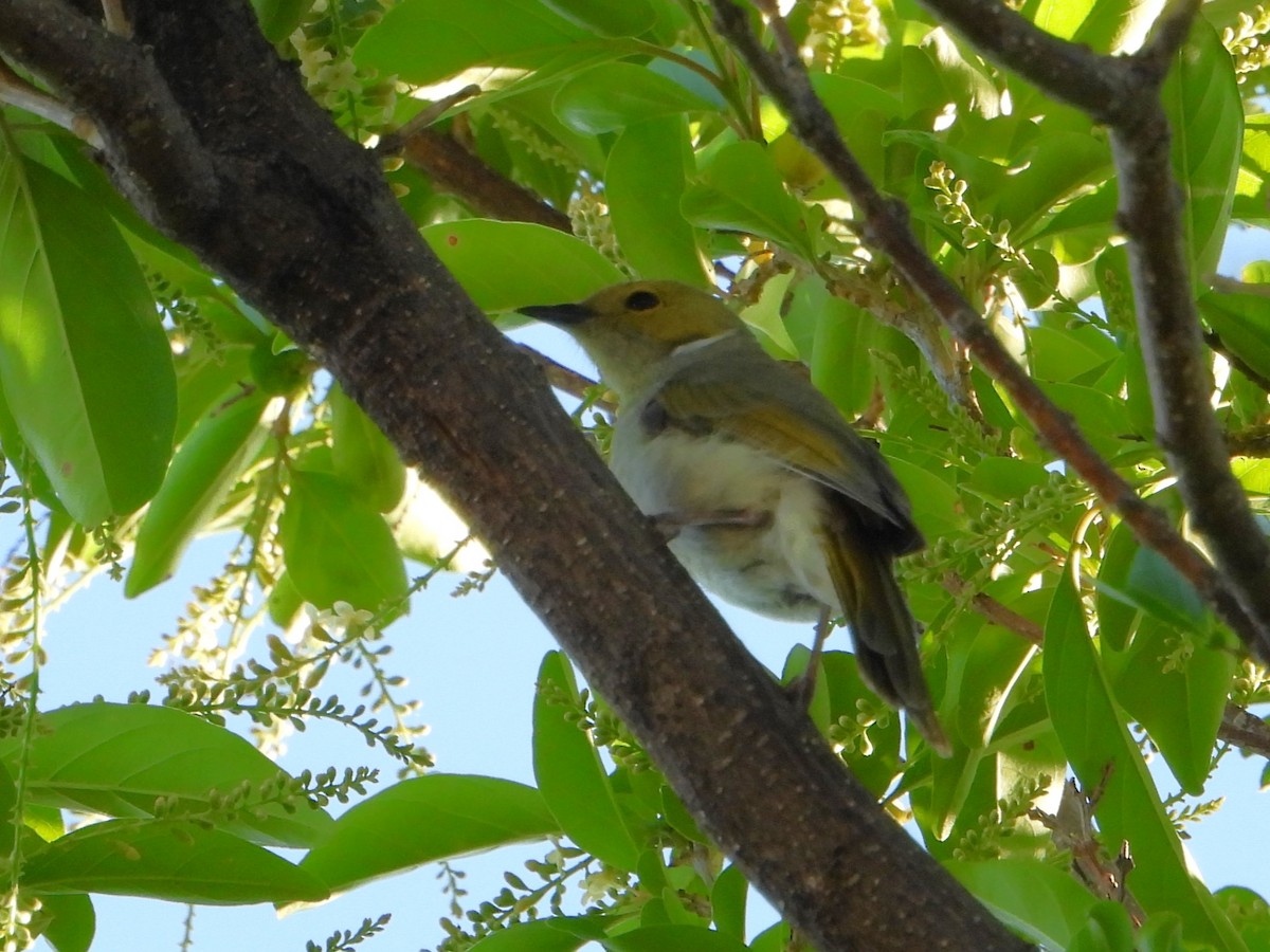 White-plumed Honeyeater - ML627985877