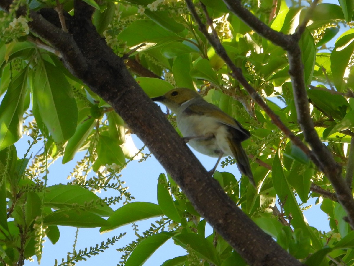 White-plumed Honeyeater - ML627985878