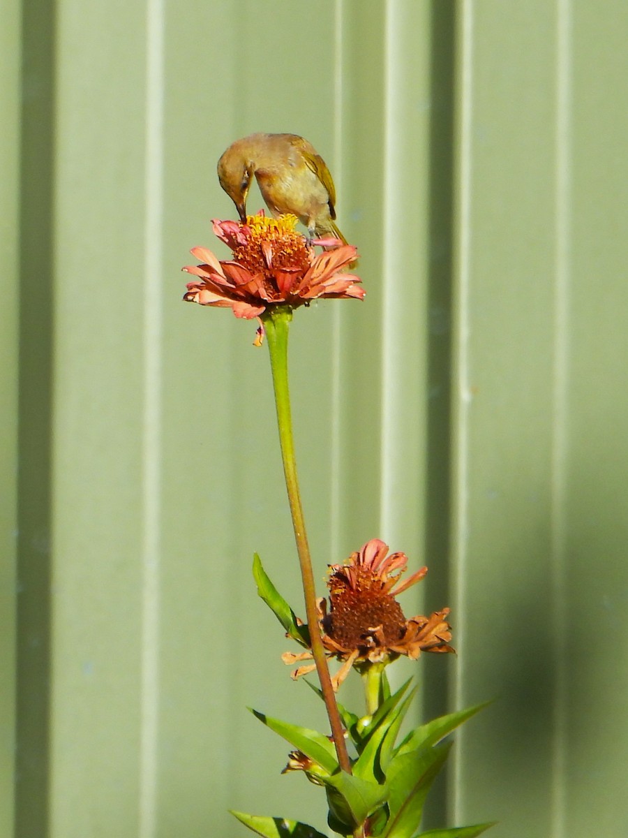 Brown Honeyeater - Leonie Beaulieu