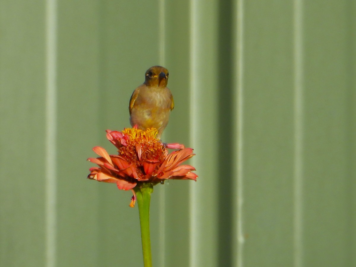 Brown Honeyeater - ML627985884