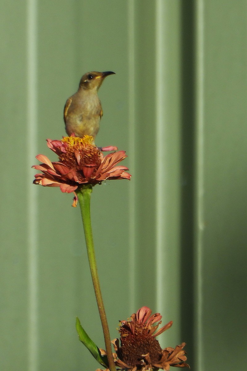 Brown Honeyeater - ML627985885
