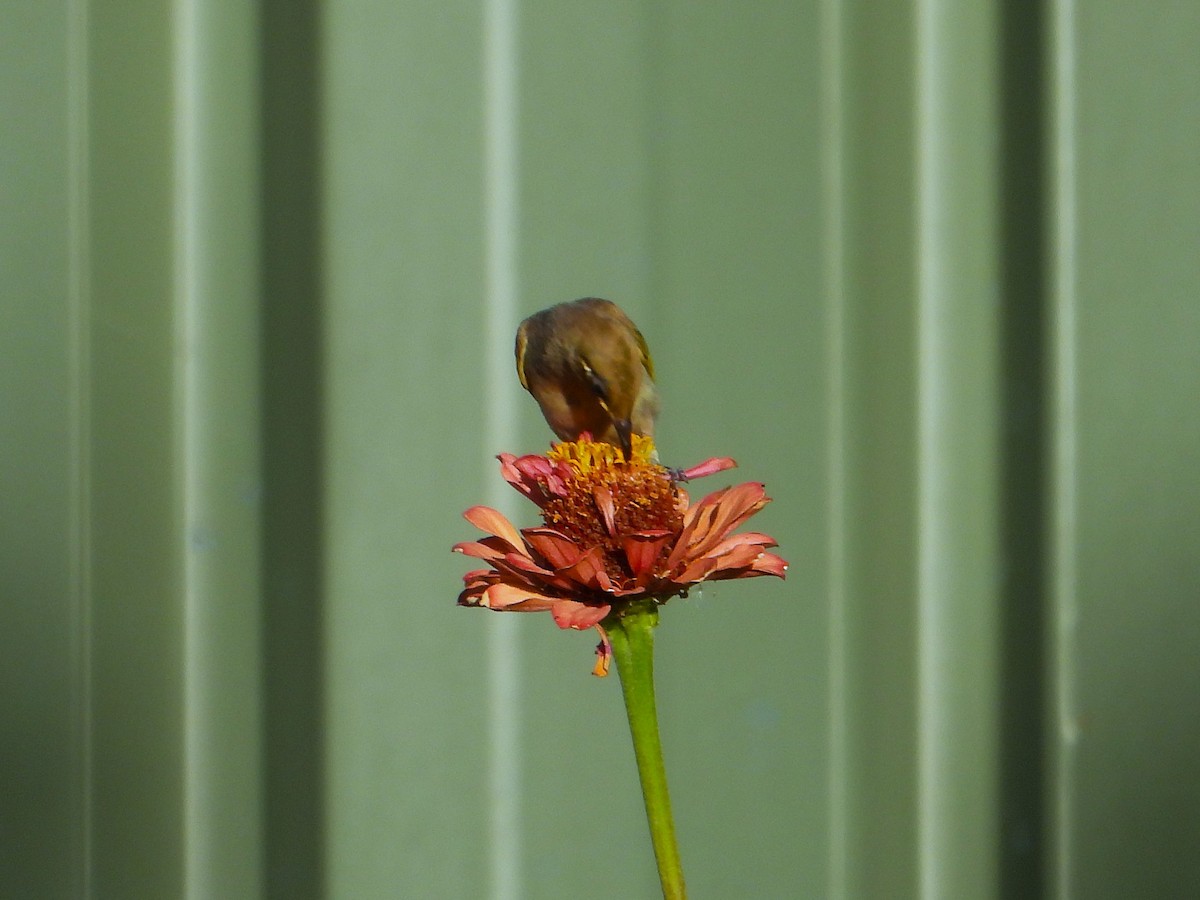 Brown Honeyeater - ML627985886