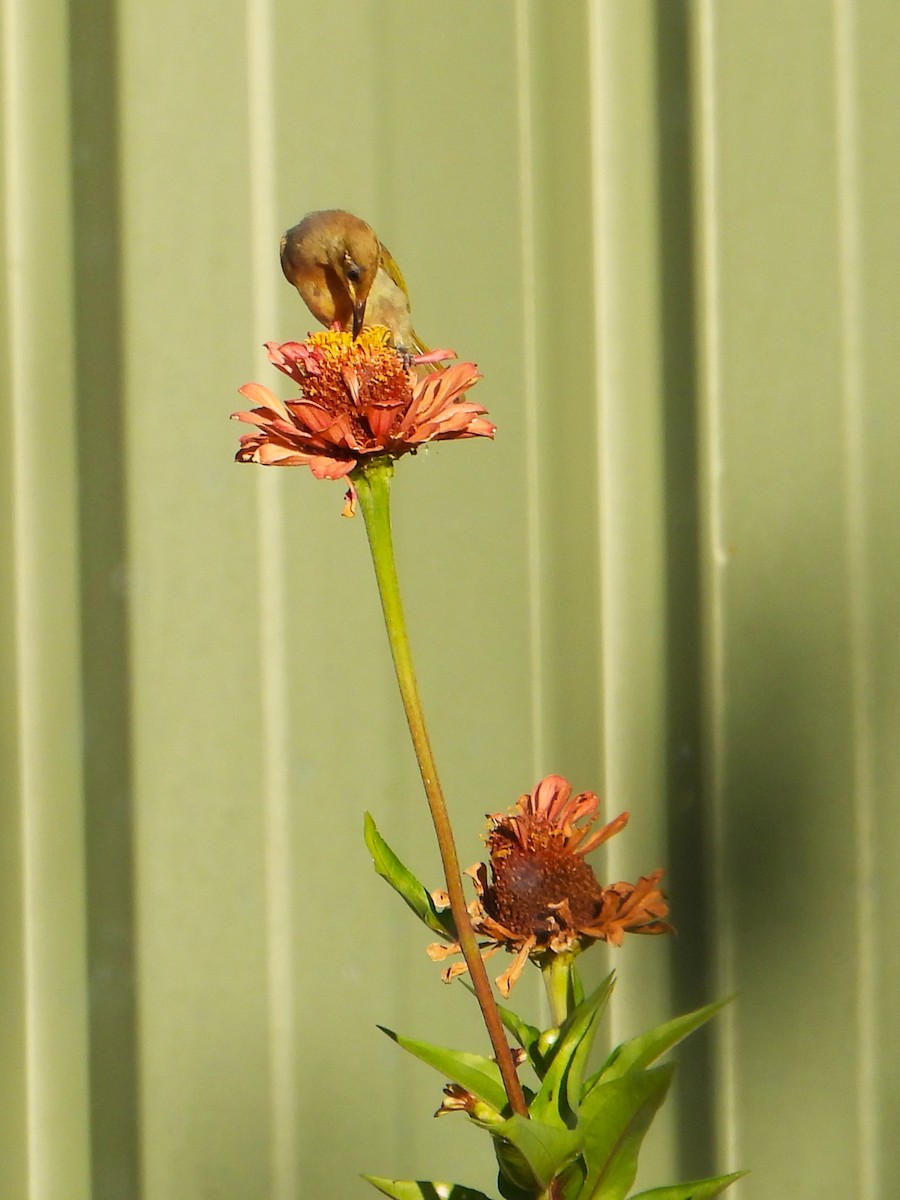 Brown Honeyeater - ML627985887