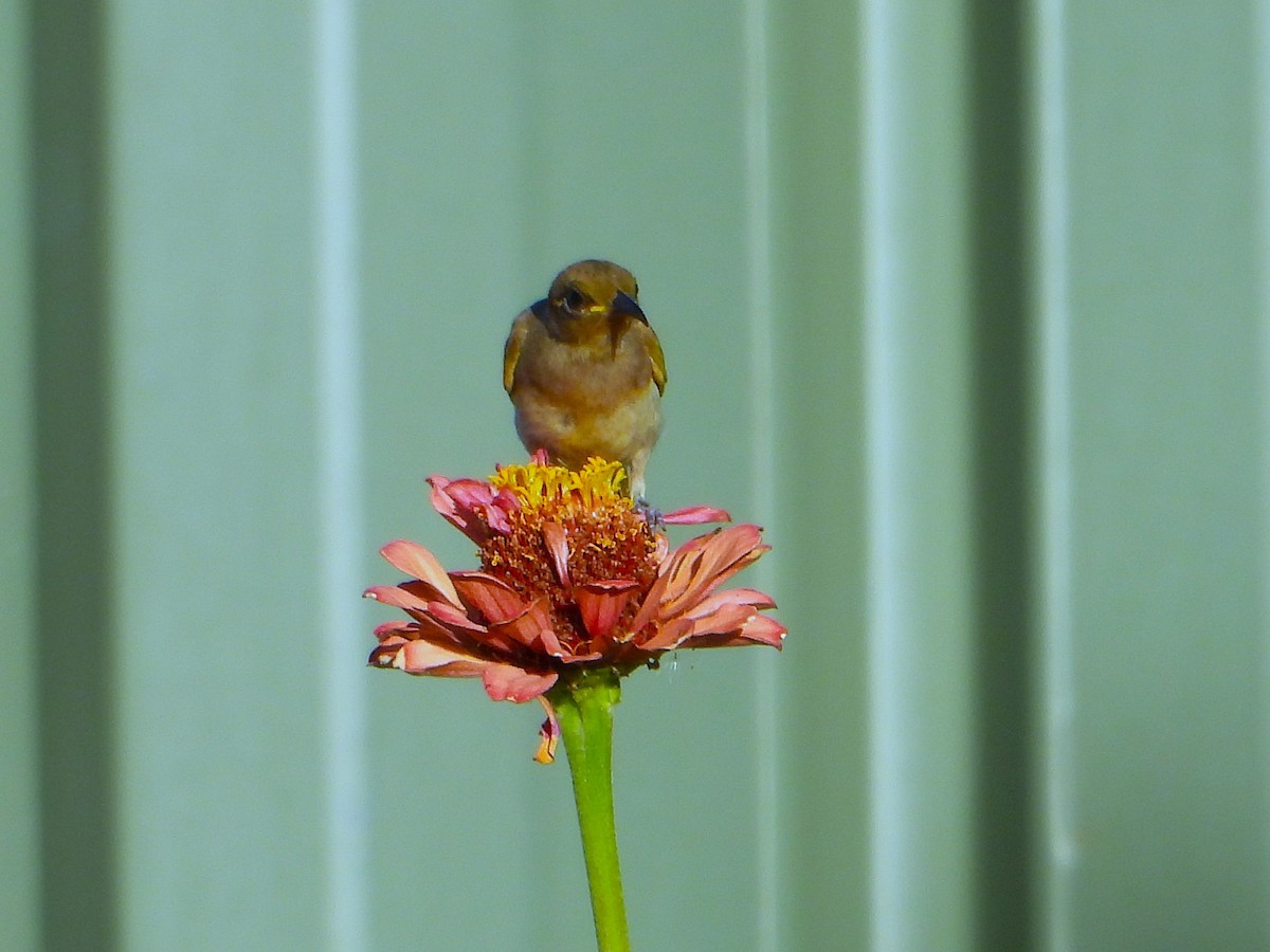 Brown Honeyeater - ML627985888