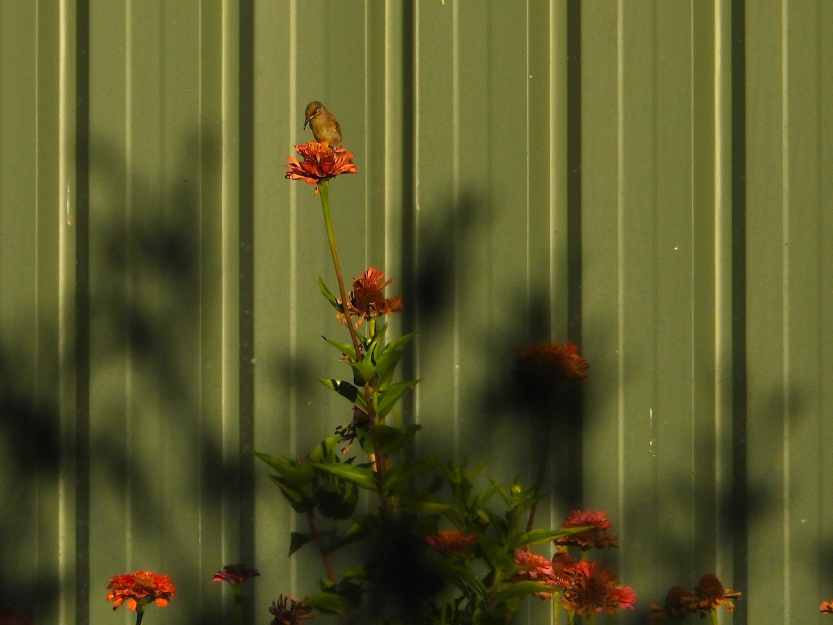 Brown Honeyeater - ML627985889