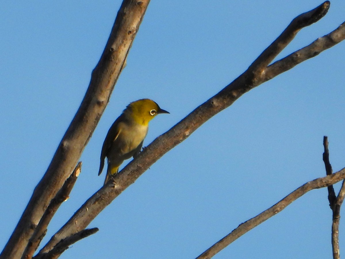 Silvereye - ML627985895