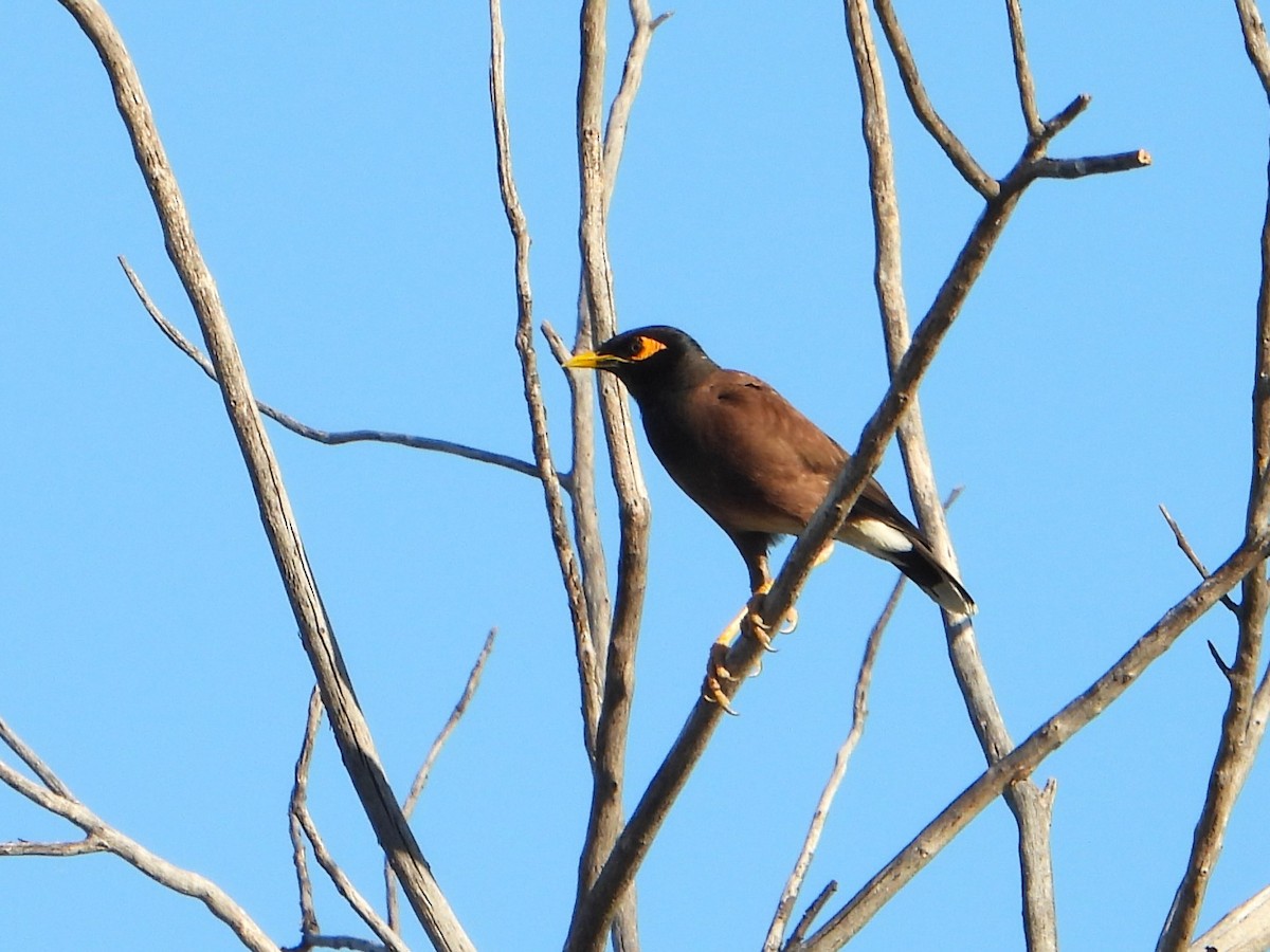 Common Myna - ML627985913