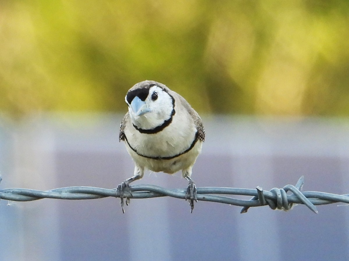 Double-barred Finch - ML627985916