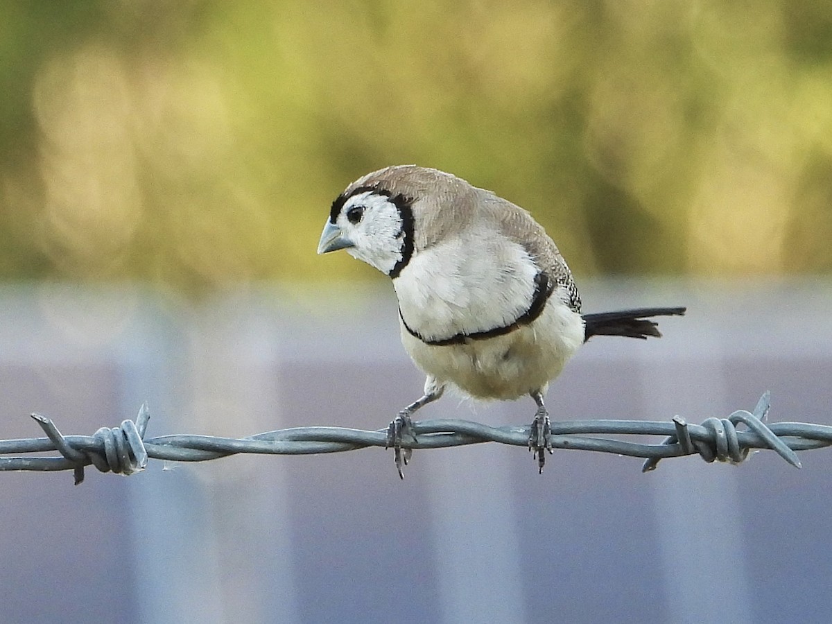 Double-barred Finch - ML627985917